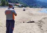 İnkumu Sahiline Yunus Ölüsü Vurdu