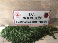 İzmir'de Uyuşturucu Operasyonu Açıklaması 680 Kök Hint Keneviri Ele Geçirildi Haberi
