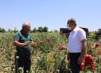 Mudanya Belediyesi Çiftçiden Aldığını İhtiyaç Sahibine Dağıtacak