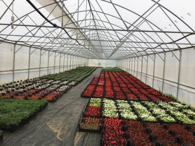 Süs Bitkileri Gelir Kapısı Oldu