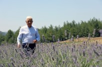 Büyükşehir'den Üreticiye 32 Bin 500 Adet Aromatik Bitki Fidanı