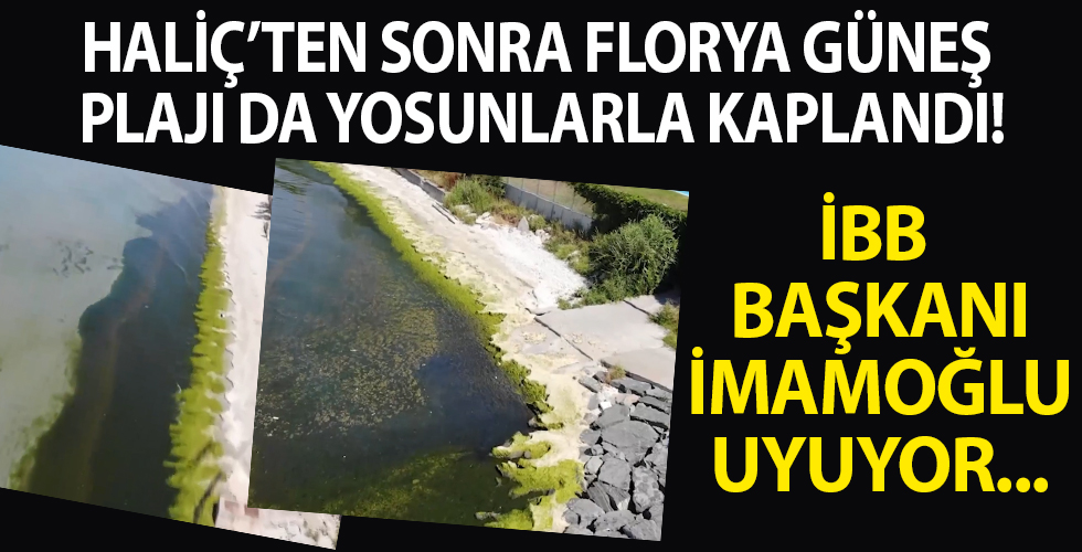 Haliç'ten sonra Florya Güneş Plajı da yosunla kaplandı!