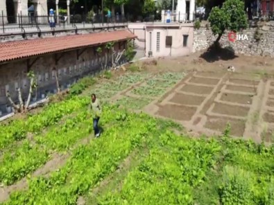 İstanbul'un Göbeğinde 5 Asırlık Bostan