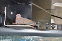 Kumruların Yuvası Bozulması Diye Örnek Bir Davranışa İmza Attı