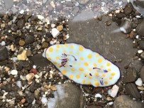 (Özel) İnsanlık, Tarihte İlk Kez Bir Denizin Değişimine Tanıklık Ediyor Açıklaması Akdeniz Tropikleşiyor