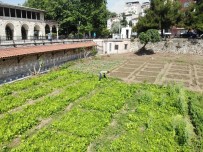 (Özel) İstanbul'un Göbeğinde 5 Asırlık Bostan