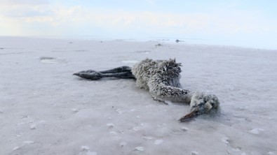 Tuz Gölü'nde Flamingoların Esrarengiz Ölümü Dikkat Çekiyor