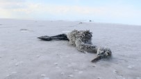 Tuz Gölü'nde Yüzlerce Flamingo Telef Oldu Haberi