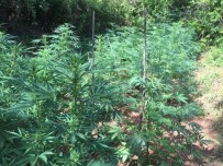 Yüklü Miktarda Uyuşturucu Jandarma Köpeği 'Elyaf'a Takıldı