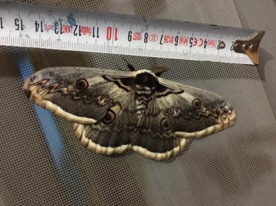 15 Santimlik Dev Kelebek Şaşkınlığa Neden Oldu