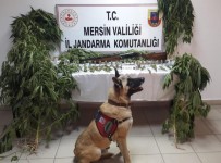 Evin İçinde Esrar Üretimi Jandarmaya Takıldı