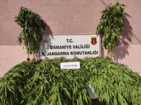 Jandarmadan Kenevir Operasyonu