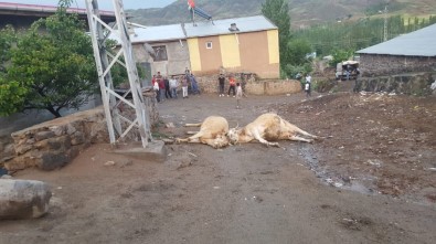 Kağızman'da Elektrik Akımına Kapılan 2 Büyükbaş Hayvan Telef Oldu
