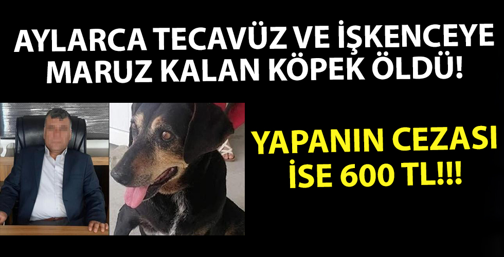 Köpeğe bir ay boyunca işkence ve tecavüz etti cezası 600 tl!