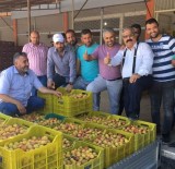 Mut'ta Kayısı Üreticisi Sezonu Mutlu Kapattı