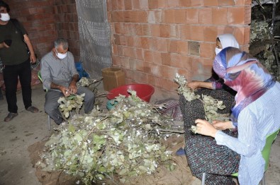 Sason'da Koza Hasadına Başlandı