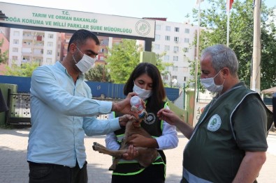 Siirt'te Bitkin Bir Şekilde Bulunan Yavru Dağ Keçisi Tedavi Altına Alındı