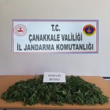 Ayçiçek Tarlasından 259 Kök Kenevir Çıktı