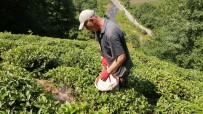Çay Üreticileri Bu Kez Gübreleme İçin Çay Bahçesine Girdi Haberi