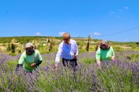 Didim Belediyesi, Kurduğu Sera İle Üretime Katkı Sunuyor
