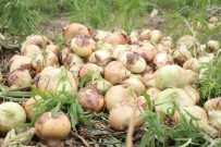 Geçen Yıl 6 Liraya Satılan Soğan 50 Kuruşa Kadar Düştü