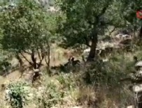 MILLI SAVUNMA BAKANLıĞı - Kaplan-Pençe'den yeni görüntüler!