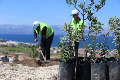 Sakız Üretimi Artık Yunanistan'ın Elinden Alınıyor