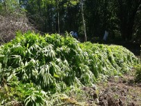 105 Bin Kök Kenevire 4 Tutuklama