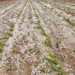 Aksaray'da Dolu Yağışı Tarım Arazilerine Zarar Verdi Haberi