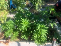 İzmir'de Ormanlık Alanda Hint Keneviri Ele Geçirildi