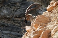 Kayaların Usta Tırmanıcısı Yaban Keçileri Haberi