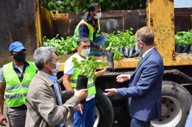 Altıntaş'ta 2 Bin Adet Fidan Dağıtıldı