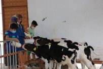 3 Çocuk Annesinin Bahçesi Bile Yoktu, Şimdi Devlet Desteği İle Çiftliği Var