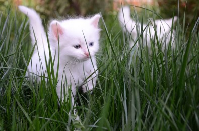 3 Yıl Önce Başlayan Proje Meyvelerini Vermeye Başladı