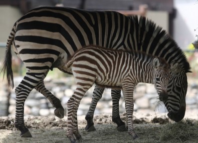 Bursa Hayvanat Bahçesi'nde Yavru Zebra Ve Karıncayiyen Heyecanı