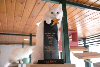 Nesli Tükenen Ankara Kedisine Çipli Takip, Labaoratuvar Titizliğinde Yetiştiriliyor