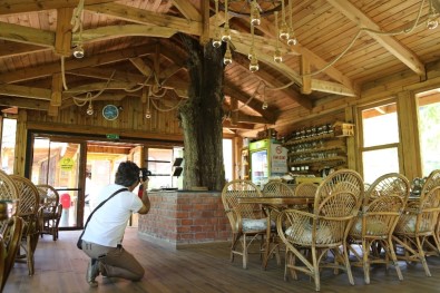 Artvinli İşletmecinin Ağaç Sevgisi Görenleri Şaşkına Çeviriyor