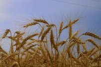 Belediyenin Buğdayları İhtiyaç Sahiplerine Un Oluyor