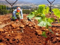 Elmalı MYO'da Üzüm Bağı Kuruldu Haberi