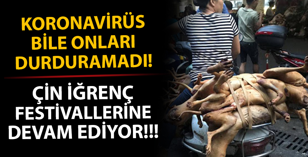 Koronavirüs akıllarını başlarına getirmedi! Köpek eti festivali başladı