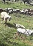 Koyun Sürüsüne Saldıran Tilkiyi Çoban Köpekleri Telef Etti Haberi