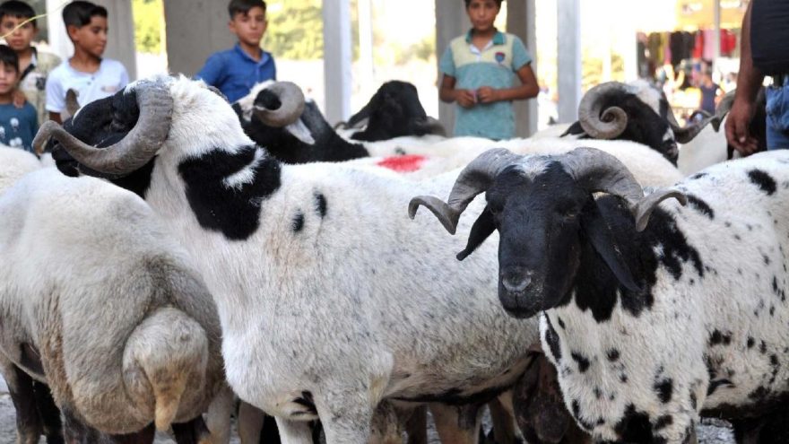 Kurban vekalet ücreti belli oldu!