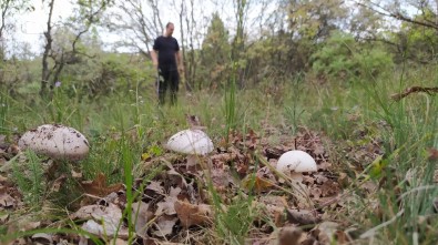 Yağışlar Mantara Bereket, Sofralara Lezzet Getirdi