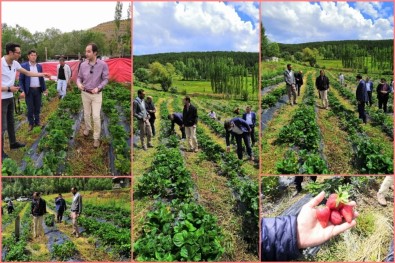 Giresun'da Çilek Hasadı İkinci Yılında 2 Katına Çıktı