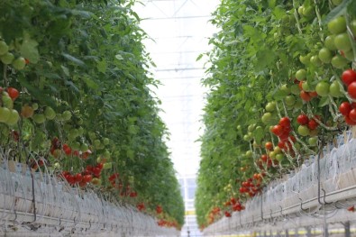 'Jeoterma Kaynaklı Tarımsal Üretim 5 Yıl İçinde 5 Kat Artacak'