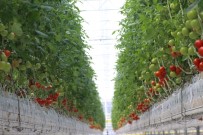 'Jeoterma Kaynaklı Tarımsal Üretim 5 Yıl İçinde 5 Kat Artacak'