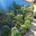 Kütahya'da 130 Kök Hint Keneviri Ele Geçirildi