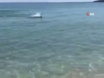 Riva Kumsalında Yüzen Yunus Renkli Görüntüler Oluşturdu