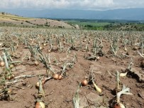 Tokat'ta Dolu Ve Sağanak Yağışın Zararı Büyük Oldu