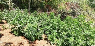 Yenice'de Uyuşturucu Operasyonu Açıklaması 2 Tutuklama